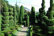 søjletræer fra botanisk have